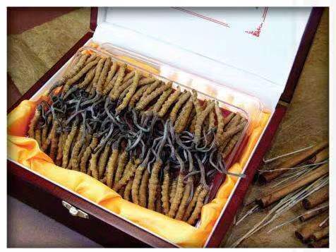 熊口镇冬虫夏草回收